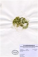 藏品(粗硬毛藻)的圖片